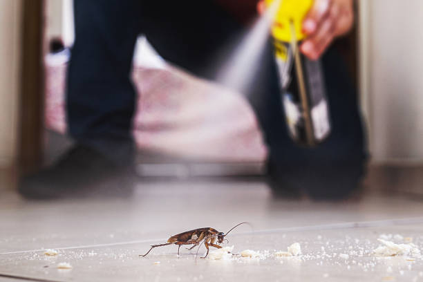 Best Flea Control Services  in Steelville, MO
