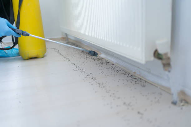 Best Affordable Pest Control Services  in Steelville, MO
